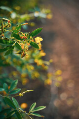 Green pigeon pea field in india