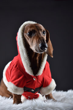 Super cute Christmas dachshund dog in a Santa's costume on a dark gray (black) background in studio