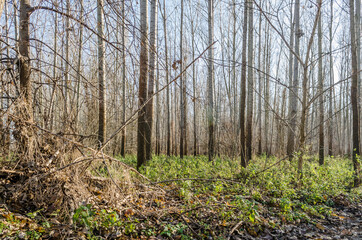 Obraz premium Forest on the bank of the river Danube in Petrovaradin near Novi Sad in the winter.
