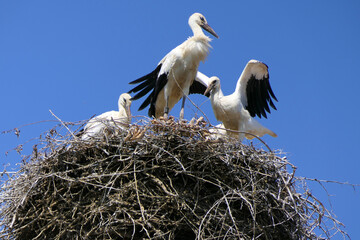 White stork family in their nest made of branches in front of a cloudless sky