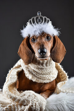 King of dogs - royal dachshund with a crown and white scarf on the dark gray (balck) studio background