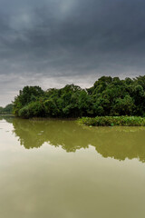 Lush greener around the pond in the park