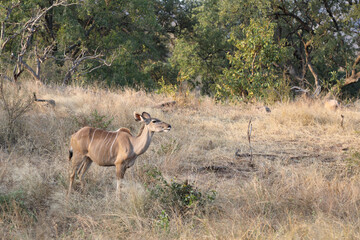 Großer Kudu / Greater Kudu / Tragelaphus strepsiceros.