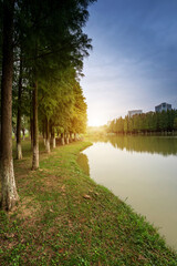 Lush greener around the pond in the park