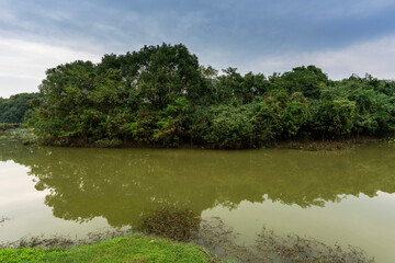 Lush greener around the pond in the park