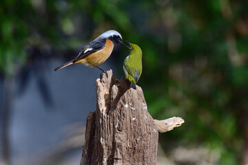 Permanent resident birds in Korea.