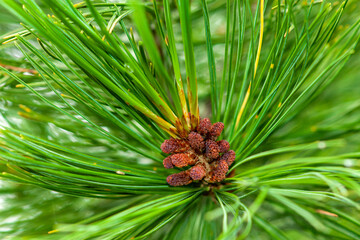 A branch of an evergreen cedar with pollen-covered female buds