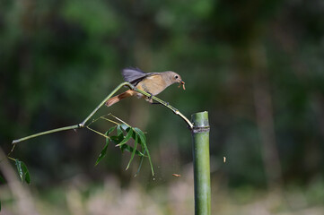 Permanent resident birds in Korea.