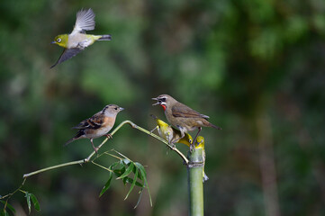 Permanent resident birds in Korea.