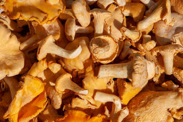 Freshly picked chanterelles - forest mushrooms (Cantharellus cibarius)