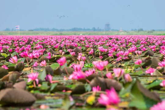 Talay Bua Daeng or Nymphaea pubescens Willd. sea at Nong Han marsh in Kumphawapi district, Udon Thani, Thailand. This plant is also called Red water lily, hairy water lily.