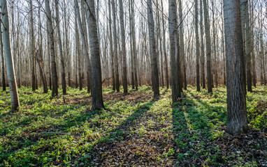 Forest on the bank of the river Danube in Petrovaradin near Novi Sad in the winter.