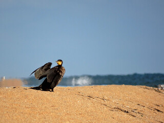 A tired black cormorant with a yellow beak sits on a sandy beach by the sea.