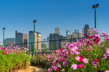 flower field in park at city center and modern city