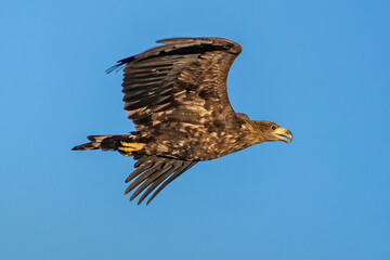seeadler