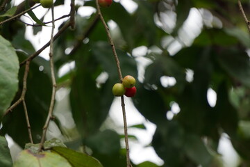 cherries on a tree