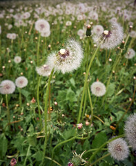 Obraz premium White fluffy dandelions in bloom.