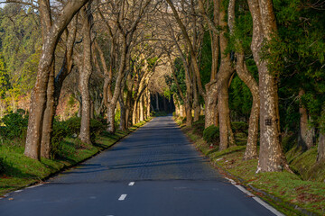 Fototapeta na wymiar Road surrounded by trees in Furnas in São Miguel, Azores