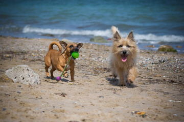 Cairn Terrier spielt mit Welpe mit Ball