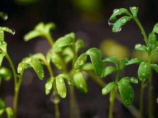 Young seedlings with drops closeup.