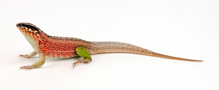 Bunter Maskenleguan // Haitian curlytail lizard (Leiocephalus personatus)