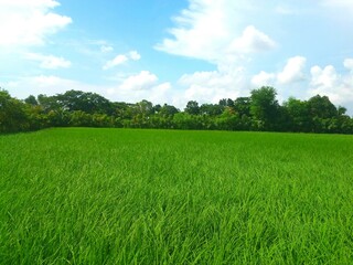 Obraz premium Green Paddy field, Rural scene with sky