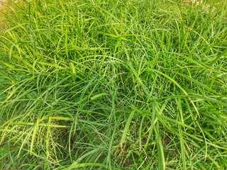 Green Grass