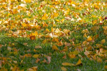 Leaves on the ground in a lawn - Autumn
