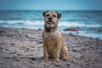 Kleiner Terrier Hund am Strand