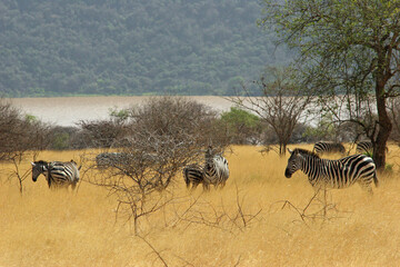 Fototapeta na wymiar Zebras around a dry tree