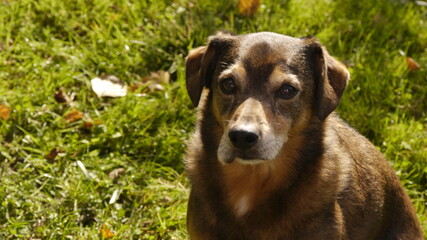 Hund mit geschwollener Lefze nach Wespenstich, allergische Reaktion - 398217185