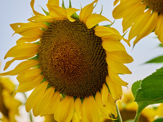 Sunflowers blooming in the field