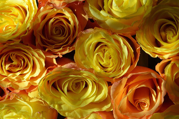 Colorful roses background, natural texture of tenderness and love from close-up of yellow-orange roses.