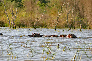 Hippos in the water