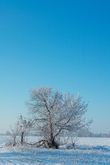 Fototapeta premium Beautiful snow covered tree on the winter field. Winter landscape. Beautiful winter nature. 