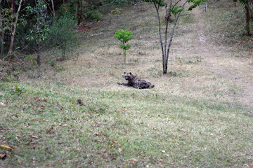 Hyena resting