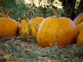 Orange autumn pumpkins on the farm.