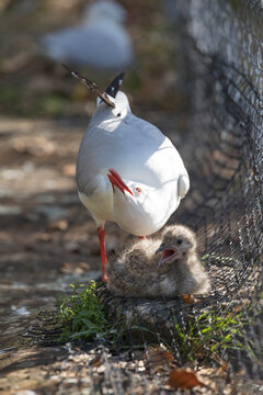 Seagull mother is protecting her chick.  