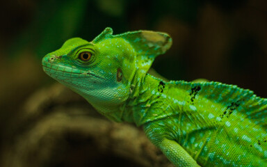 Close up of a green chameleon