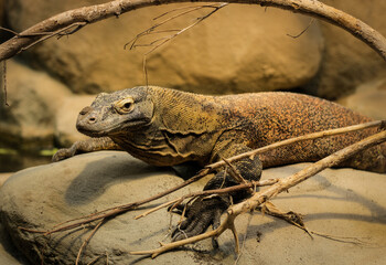 Iguana sitting on a big stone
