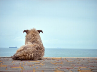 Lonely homeless shaggy dog looking at the sea