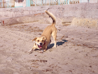 Active dog playing on the beach