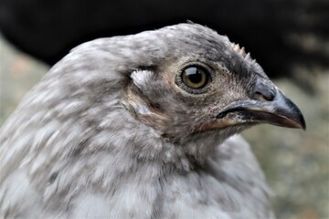 young chick