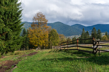 Yellow deciduous tree against a background of mountains. Rustic fence leading to the tree.