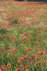 champ de coquelicot au printemps: une jolie fleur du mois de mai, fragile et symbole d'un &eacute;cosyst&egrave;me durable