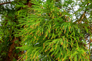Flowers and Plants in the landscapes of São Miguel - Azores