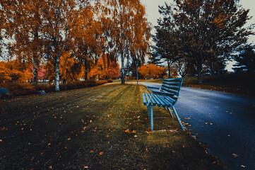a moody autumn day in the world. whit great color and halloween feeling.