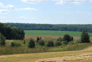 landscape with forest