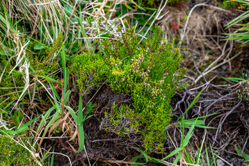 Flowers and Plants in the landscapes of São Miguel - Azores