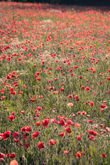 Obraz premium champ de coquelicot au printemps: une jolie fleur du mois de mai, fragile et symbole d'un écosystème durable